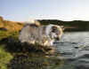 gst 2005. Kirkjufells Kappi