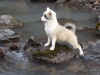 Oktber 2005. seyjar Ylfa