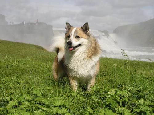 Hektor