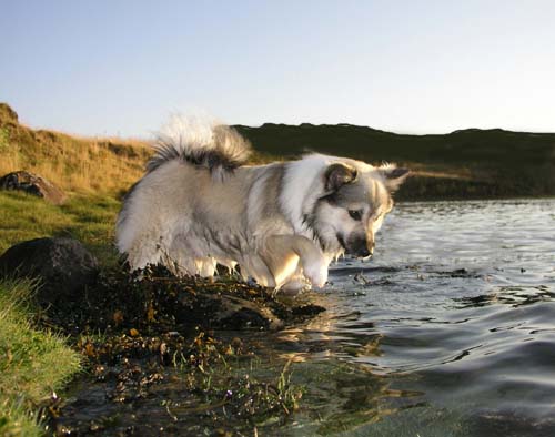 Kirkjufells Kappi